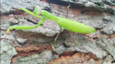 praying mantis insect