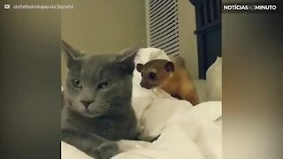 Este quincaju quer fazer amizade com um gato