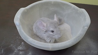 Rescued chinchilla enjoys dust bath