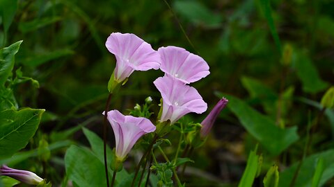 "Calystegia pubescens: The Graceful Climber of East Asia"