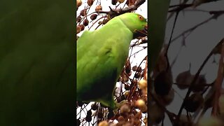 rose ringed parakeet