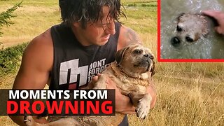Lost Dog Rescued Moments Before Drowning 😳