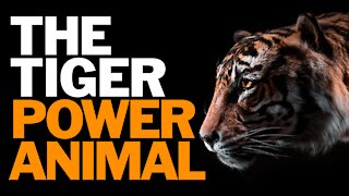 The Tiger Power Animal