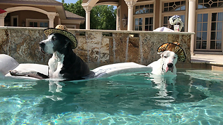 Great Danes Chill out in the Pool with Awesome Hats