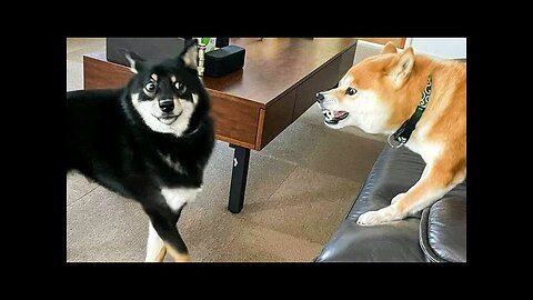 New Funny Animals 😂 Funniest Cats and Dogs Videos 😺🐶 Part 24