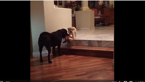 Dog encourages puppy to conquer fear of stairs