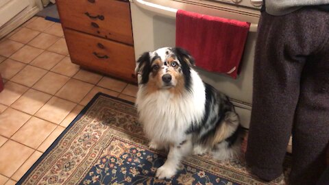 Totally obedient dog brings his owner's slippers