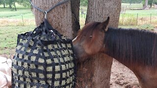 Gypsy Colt Quiggly and New Derby Originals Feed Bag