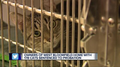 West Bloomfield couple gets probation after 178 cats removed from home