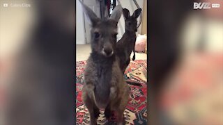 Baby canguro rilascia un peto e si scuote per dissolverne l'odore