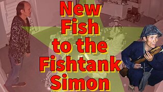 New Fish to the Fishtank Simon