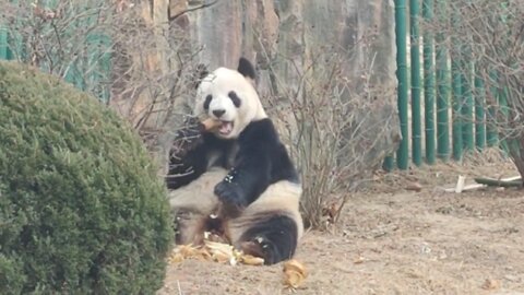 Pandas eat bamboo shoots like we eat bananas