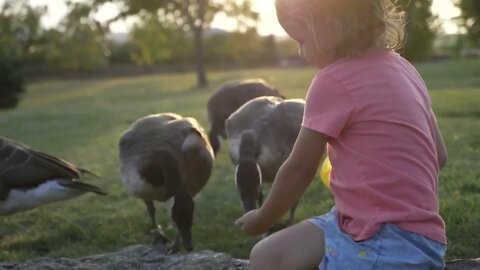 Cute little girl feeding wild geese at green summer meadow6868