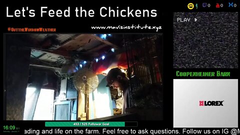 Let's Feed the Chickens : EP:27 : The Big Why?