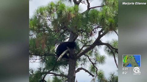 Bear Warriors United executive director on shooting of bear: 'Never should have happened'