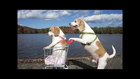 Dogs' Epic Shopping Cart Voyage