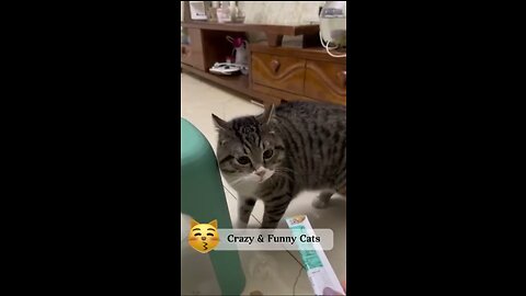 Crazy & Funny Pet Cats That Will Make Your Day😂 | Animals LOL Moments