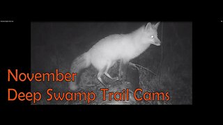 November Bigfoot Trail Cams 2021