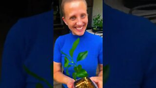 What a Container garden looks like 🧑‍🌾🍉🍠🥬🥒❤️ #shorts #viral #tiktok