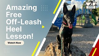 How to Have an Amazing Off Leash Dog Walk