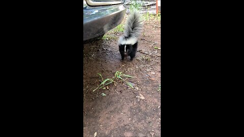 Baby skunk in my yard !!!