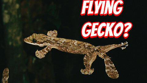 The Weirdest Gecko To Ever Live!