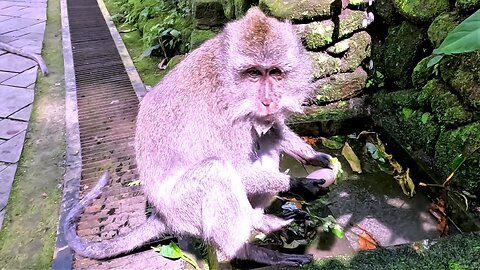 Monkey In Bali Has Great Time Playing In Water Fountain
