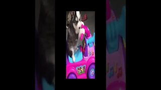 dog video