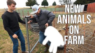 New Animals on the Farm! Really Small Animals!