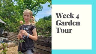 Week 4 Reclaimed Homestead Garden Tour - Permaculture Spaces