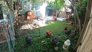 My Backyard Chickens - Week 18 Compilation