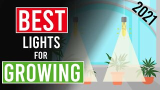 The Best Light Setup for Growing Cannabis: Beginners guide!