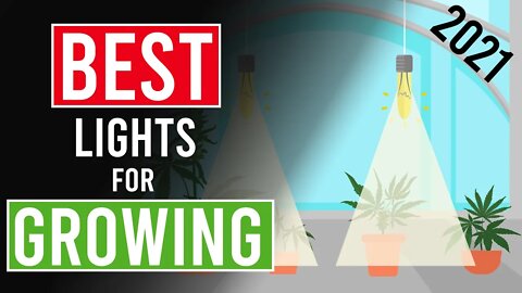 The Best Light Setup for Growing Cannabis: Beginners guide!