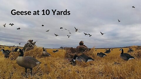 Shooting LATE SEASON Canada Geese at 15 yards!