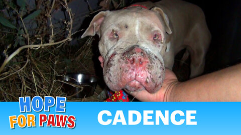 Saving Cadence - an abused Pit Bull shows us the power of second chances. Please share.