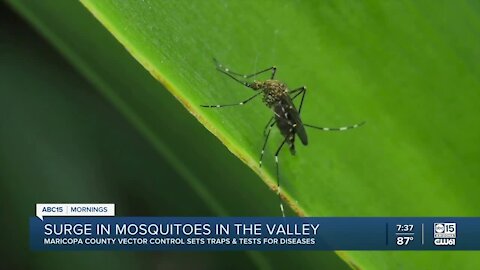 Uptick in mosquitoes due to monsoon season in the Valley