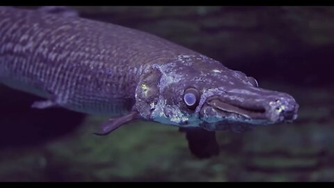 Fish longnose gar (Lepisosteus osseus), also known as longnose garpike, and billy gar, is a ray-fin