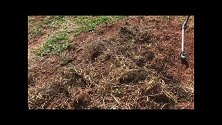 To Till or Not to Till, What's the Best Way to Manage Garden Soil