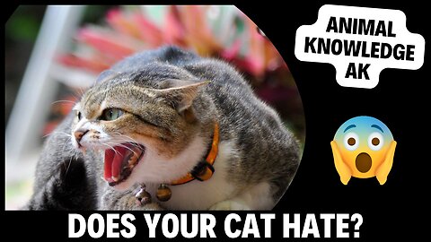 KNOW SOME SIGNS THAT YOUR CAT HATES YOU