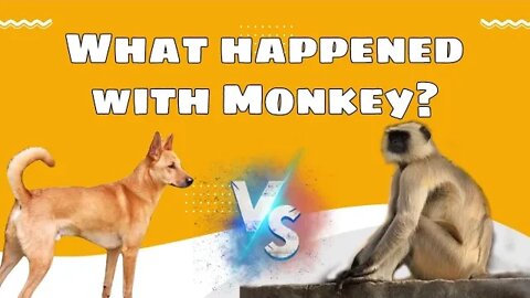 Monkey vs. Dog Fight| Youtube पर पहली बार बंदर बनाम कुत्ते की लड़ाई|Latest Video Trending