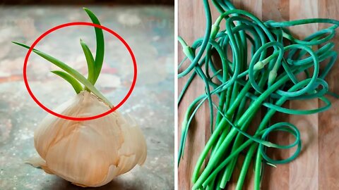 You Should NEVER Throw Away Sprouted Garlic, Here's Why...