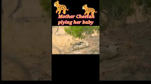 Mother cheetah playing with her baby ®#youtubeshorts #shorts #shortvideo
