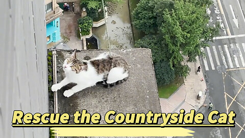 Rescue the Countryside Cat