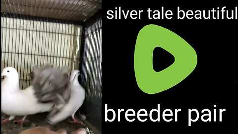 Silver tail breeder pair