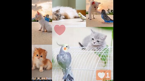 Watch a Beautiful Bird and Baby Cat Video | Unforgettable Moments of 2023 #trending #foryou #rumble