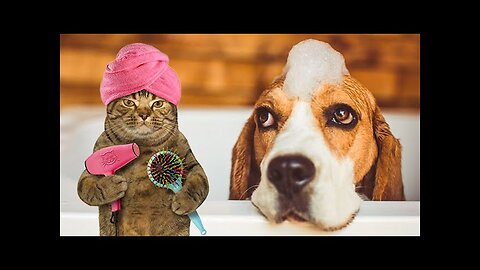 WORLD BEST FUNNIEST🤣 Dog vs men 🤣 funny video> Don't Try Laughing 🤣 clips