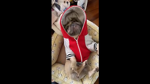 Time To Wake Up | Mochi The French Bulldog