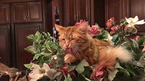 Funny Jack the Cat has a bath in a bowl of flowers