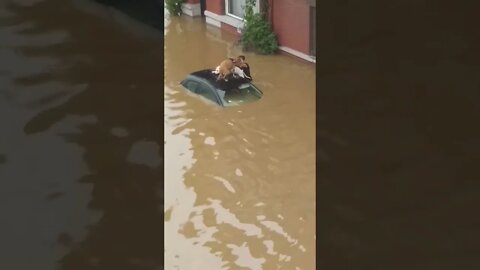 Belgium Flooded! Dogs and a lady were saved Be safe everyone #shorts