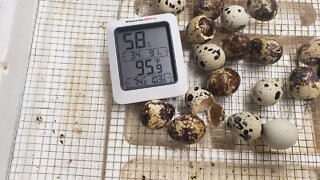 Useing a broken incubator with a light bulb for quail eggs part 2 (The Results)